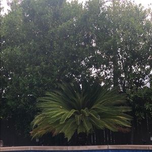 Meet your Posher, Linh